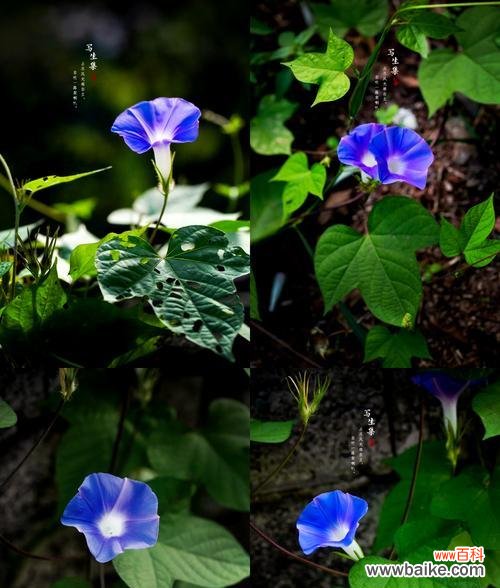 哪些花象征坚强的爱情？坚强爱情的花语有哪些？