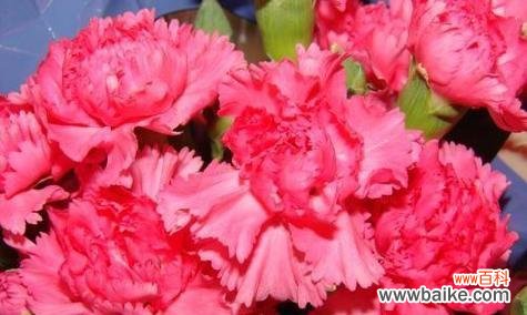 探索康乃馨花语的深层意义和文化象征 康乃馨花语的含义及象征