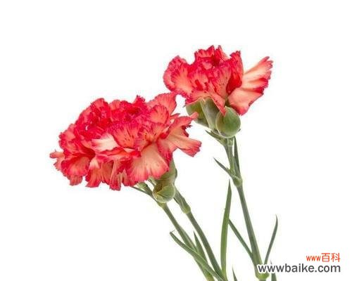 绽放爱与敬意的鲜花 康乃馨花语的深刻意义