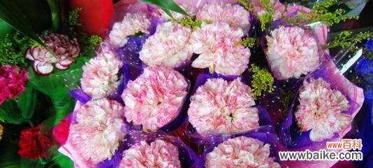 赏析康乃馨花语 康乃馨花语与寓意