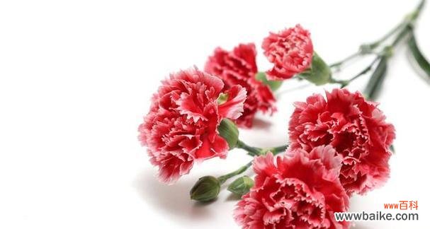 康乃馨花语的深意与涵义 康乃馨花语与寓意