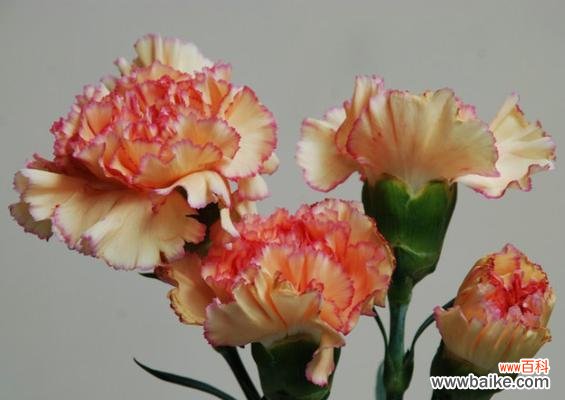 深入了解康乃馨的文化象征与传承 康乃馨的寓意与意义