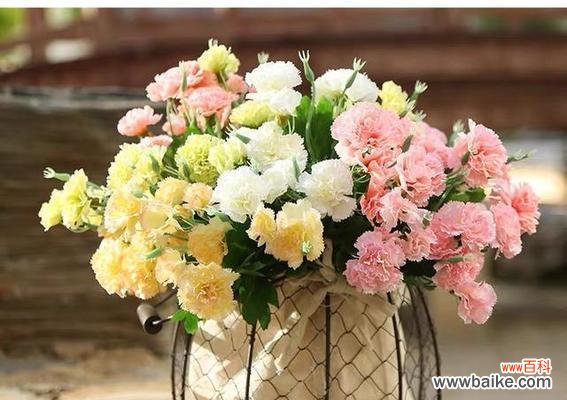 探索康乃馨花语的寓意与传承 康乃馨花语的深层意义