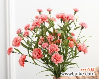 康乃馨花的内涵和赠送意义解读 康乃馨的象征意义及送人代表的含义