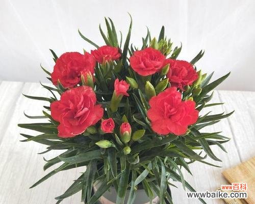 传递爱与美的康乃馨 康乃馨的花语与象征意义