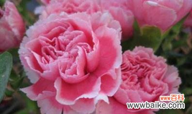 探索康乃馨所象征的美德与特质 康乃馨的花语与品质