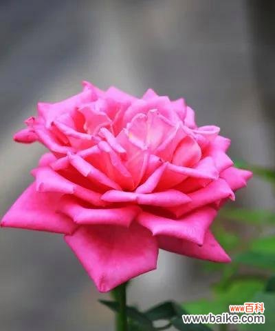 揭秘平安花语的奥秘 花开平安，寓意吉祥——以表示平安的花花语