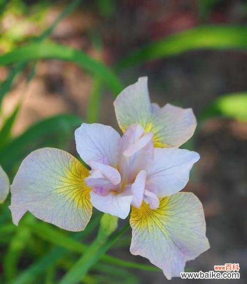 以花语传递的努力与成长之美 努力的花开放向阳