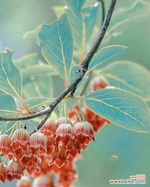 以花语传递的努力与成长之美 努力的花开放向阳