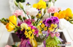 花语解读 花草陪伴，心灵寄托