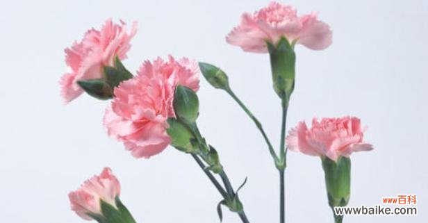 用花语传递的母爱 母爱的花——无言的爱意