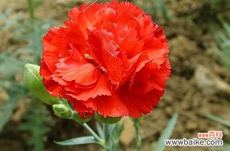 用花语传递的母爱 母爱的花——无言的爱意