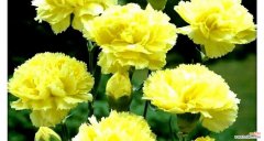 用花语传递的母爱 母爱的花——无言的爱意