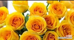 传递歉意的花朵及花语 花语中的歉意之花