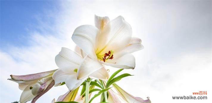 用花的语言表达亲情的力量 花语传递的亲情之美