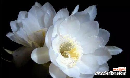 以花言莫负的方式 花开请求原谅,化解心结