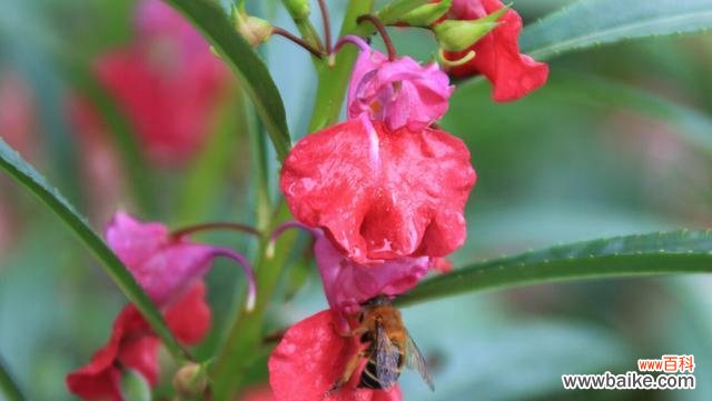 庆祝的花语 花语中的庆祝之花