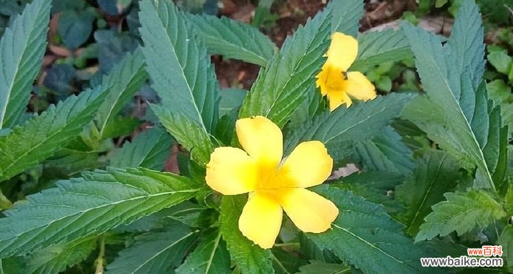 庆祝的花语 花语中的庆祝之花