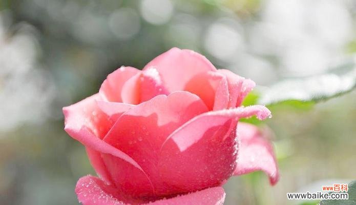 探索热情之花的花语及意义 热情洋溢的花朵