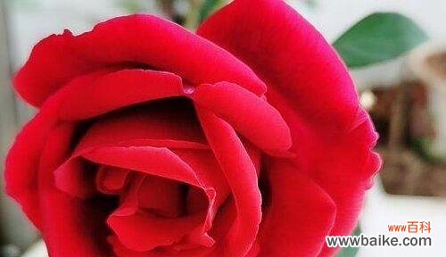 探索热情之花的花语及意义 热情洋溢的花朵