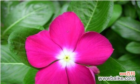 探索花语 花开人生,生命的花