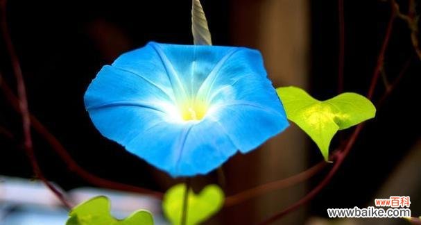 探索花语 花开人生,生命的花