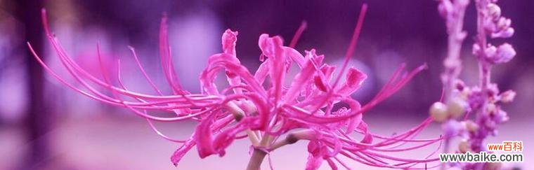 探索伤感花语的美妙世界 伤感花语