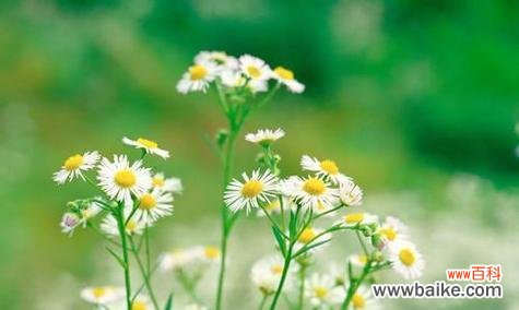 探索伤感花语的美妙世界 伤感花语