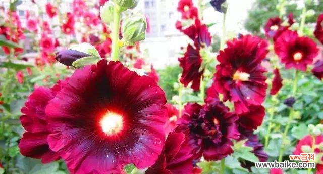 探索伤感花语的美妙世界 伤感花语