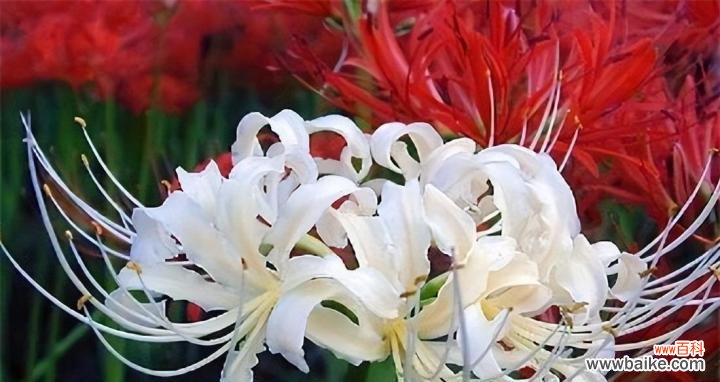 以花语传达的失望情感 失望的花