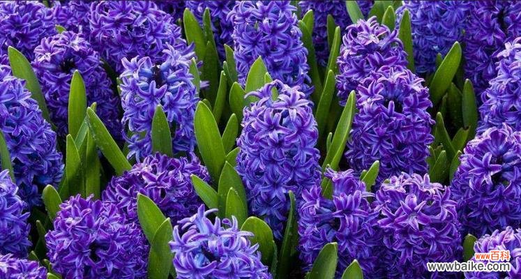 揭秘守护的花的花语 守护的花花语，你了解吗