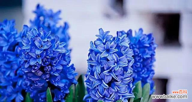 揭秘守护的花的花语 守护的花花语，你了解吗