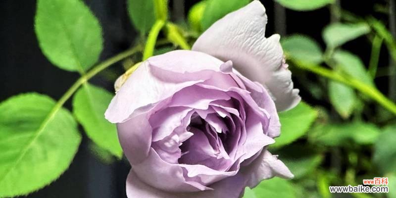 浪漫花星的寓意象征是什么？