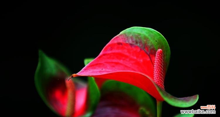 哪些红色植物寓意好?它们的花语是什么?