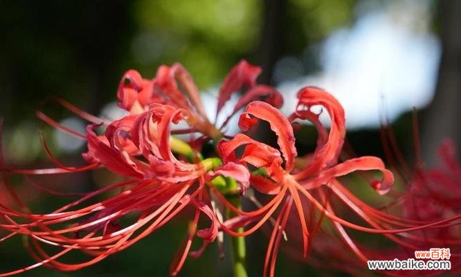 哪些红色植物寓意好?它们的花语是什么?