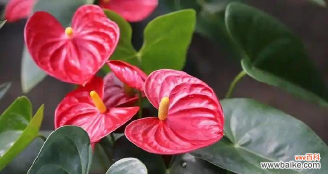 哪些红色植物寓意好?它们的花语是什么?