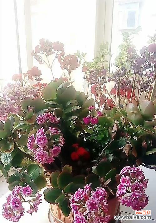 围脖上的三色花代表了什么？它的含义是什么？