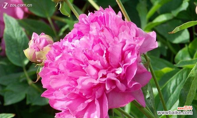 围脖上的三色花代表了什么？它的含义是什么？