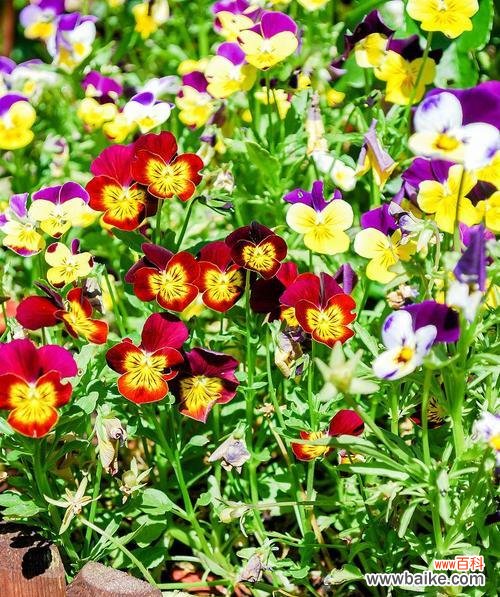 围脖上的三色花代表了什么？它的含义是什么？