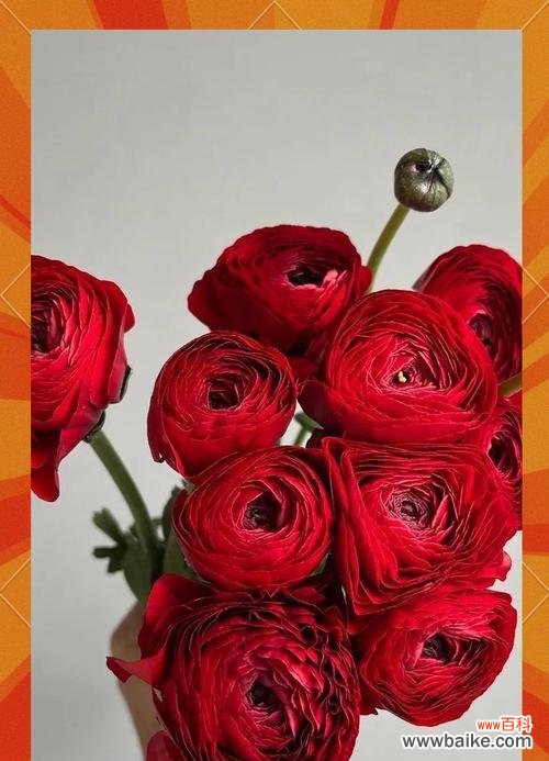 花毛茛红色的花语是什么?红色花毛茛代表什么?