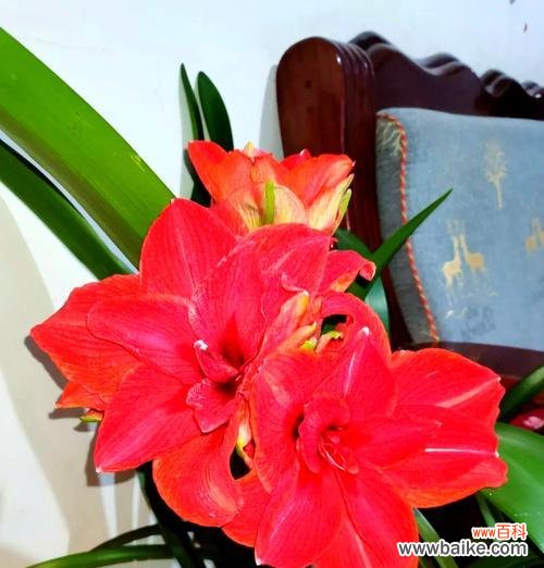 花毛茛红色的花语是什么?红色花毛茛代表什么?