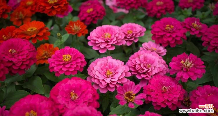 花毛茛红色的花语是什么?红色花毛茛代表什么?