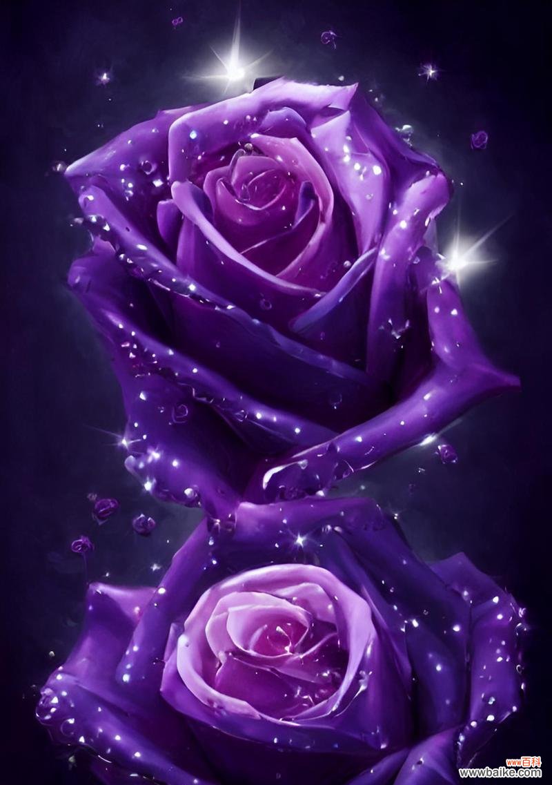 淡紫色玫瑰花代表什么?淡紫色玫瑰的花语是什么?