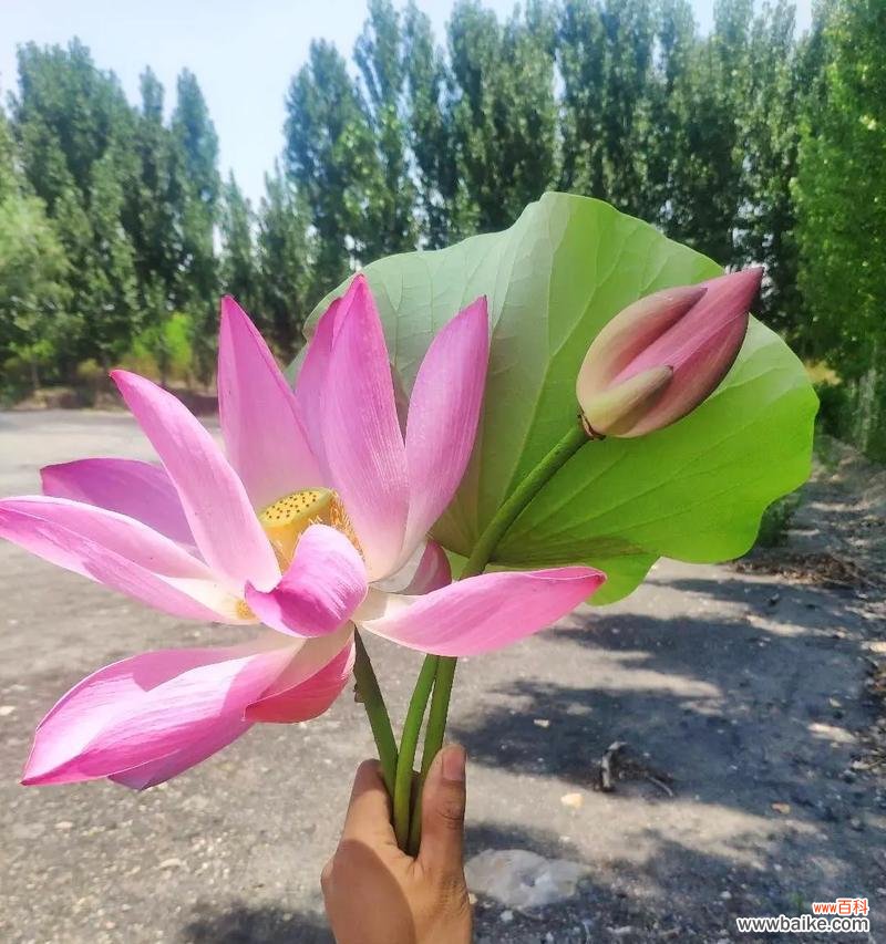 菩提染色象征哪种花？菩提染色花的寓意是什么？