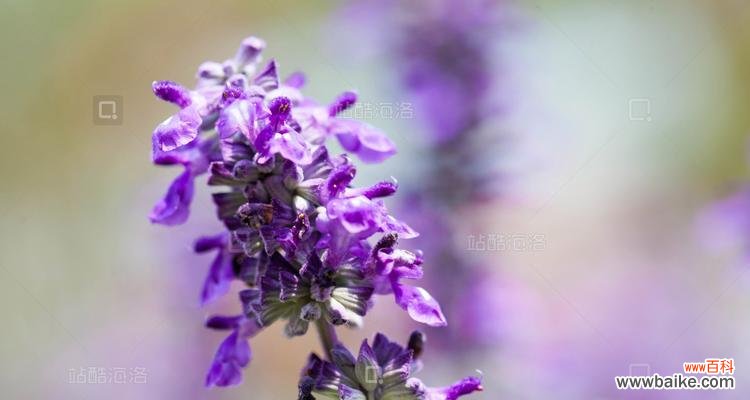 送紫色薰衣草花的寓意是什么？