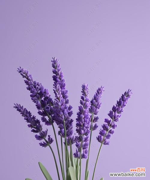送紫色薰衣草花的寓意是什么？