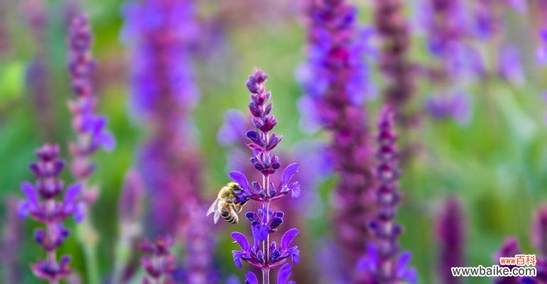 送紫色薰衣草花的寓意是什么？