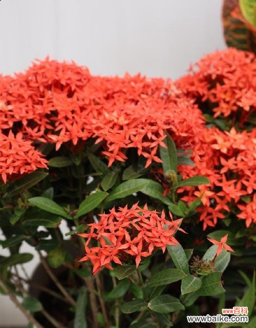 端午节送花给长辈有何寓意?端午节适合送什么花?