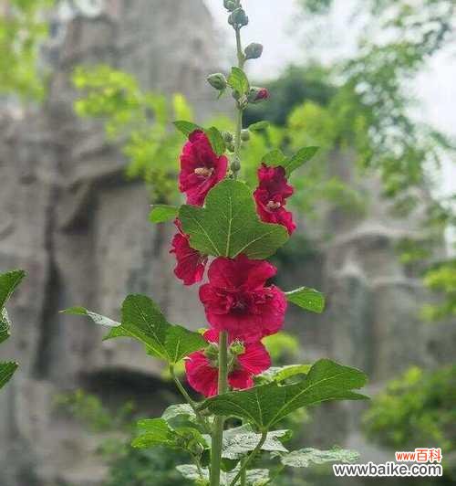 端午节送花给长辈有何寓意?端午节适合送什么花?