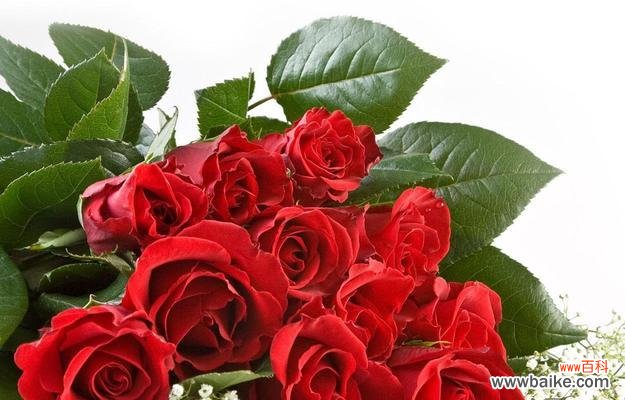 粉色玫瑰花的含义是什么?它象征着什么?